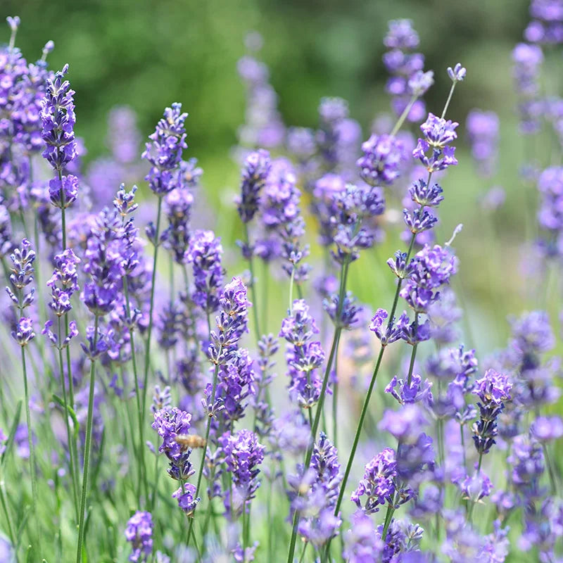 Lavender English