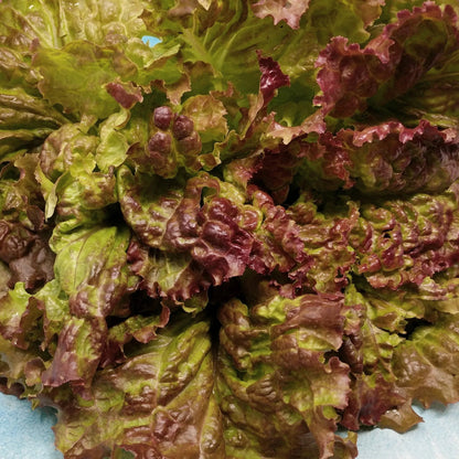 Lettuce Prizehead