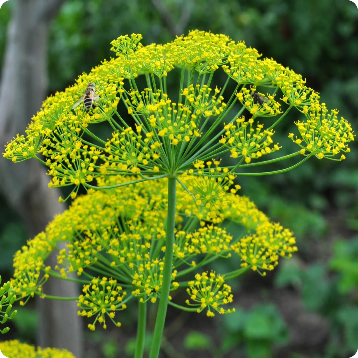 Dill Mammoth