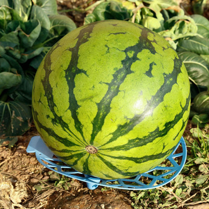 حامل البطيخ والقرع