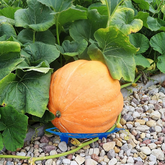 Melon Protector
