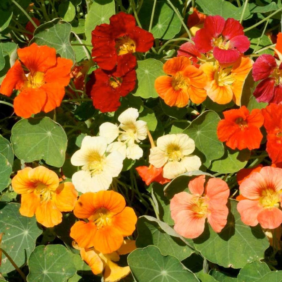Nasturtium Jewel Mix