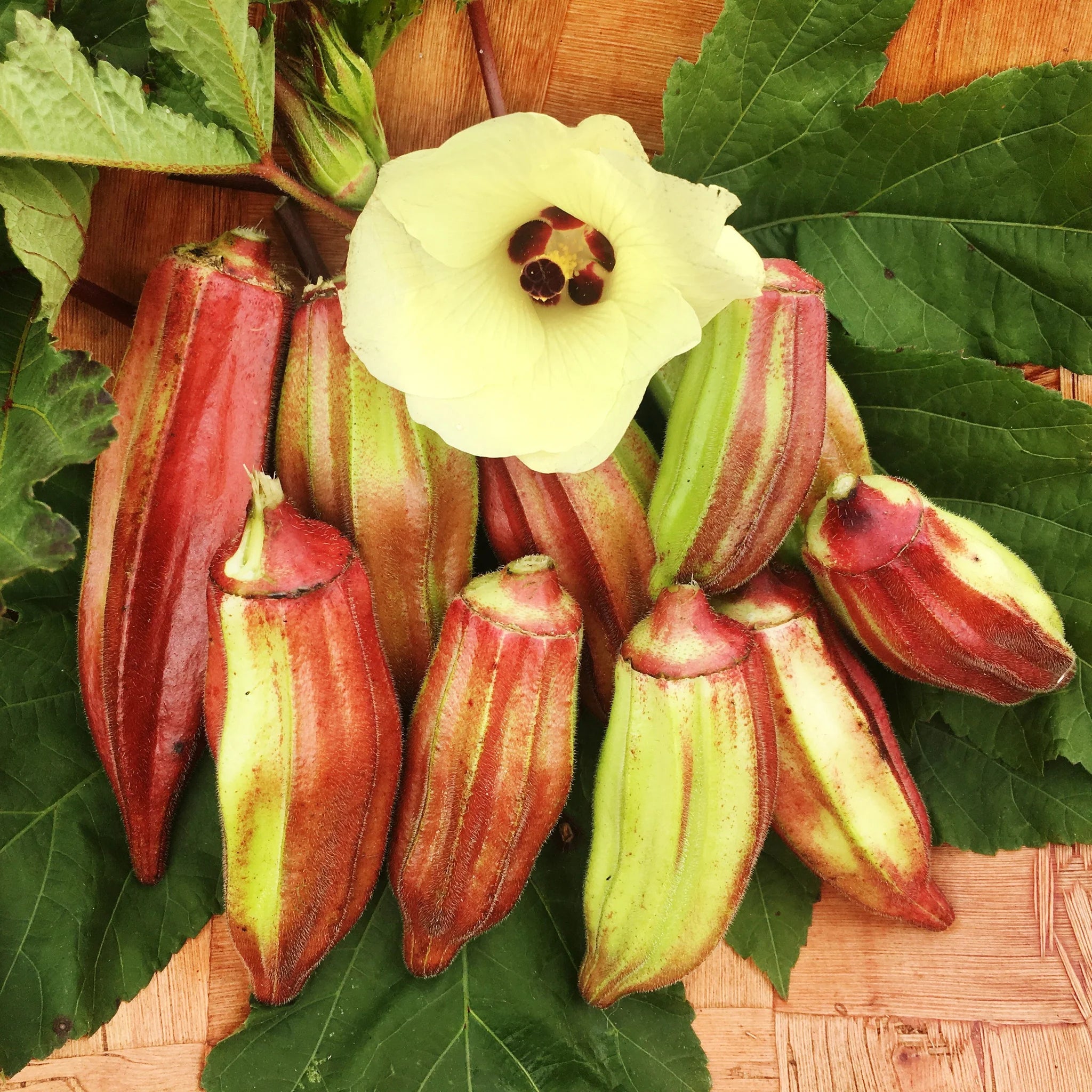 Okra Hill Country Red