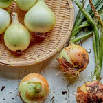 Sweet Texas onion — harvested bulbs