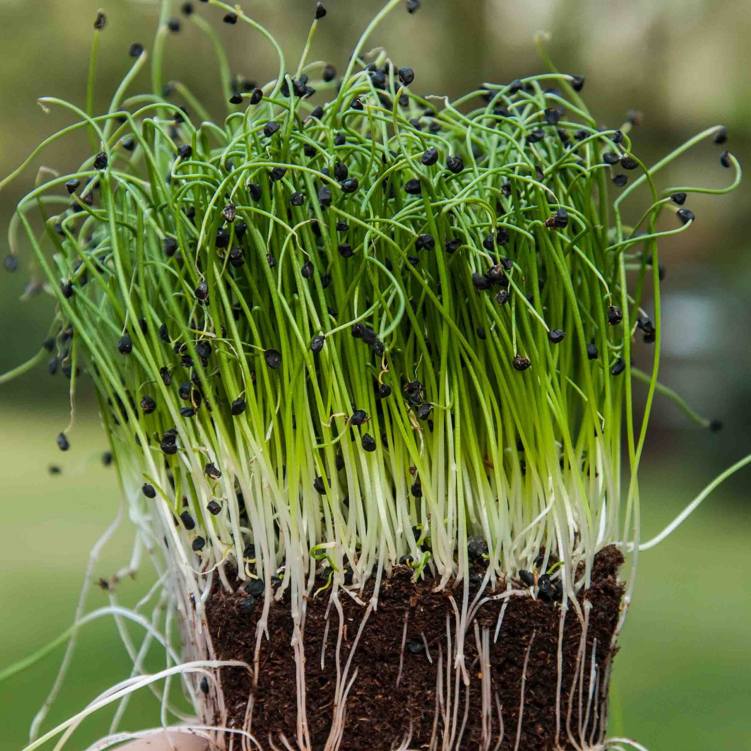 Onion White Sweet Spanish Microgreens Seeds  1oz