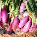 Onion Torpedo