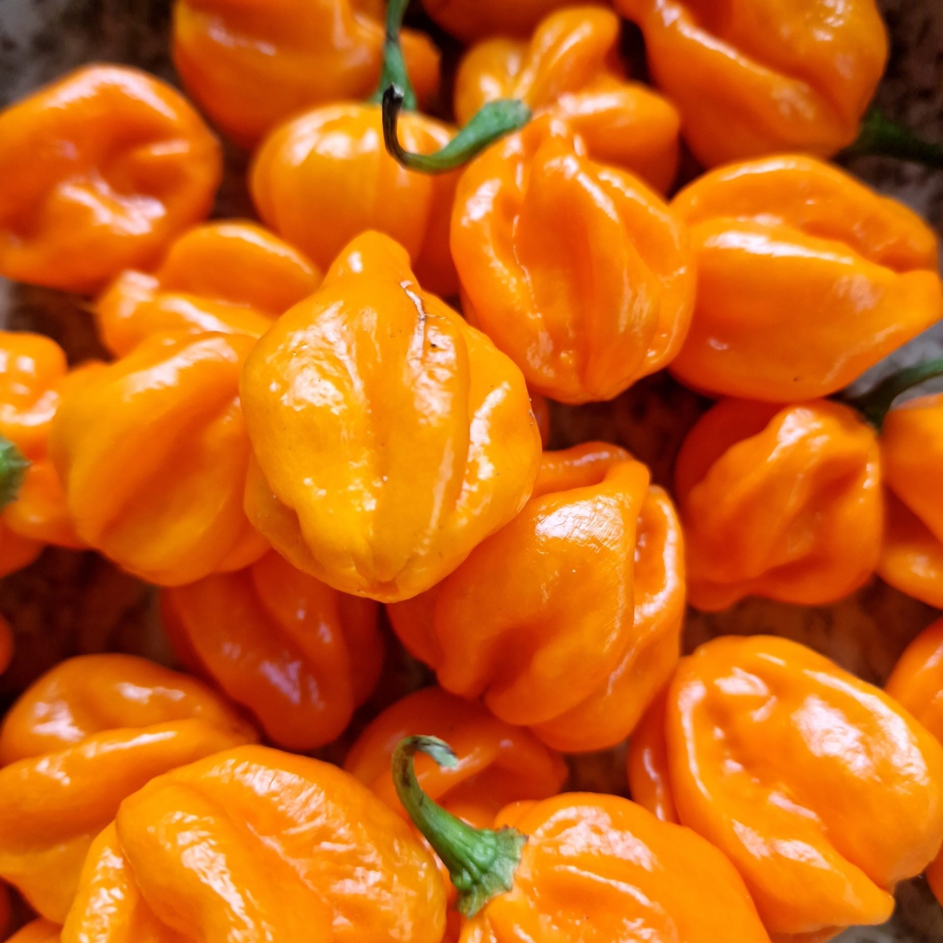 Pepper Habanero Orange