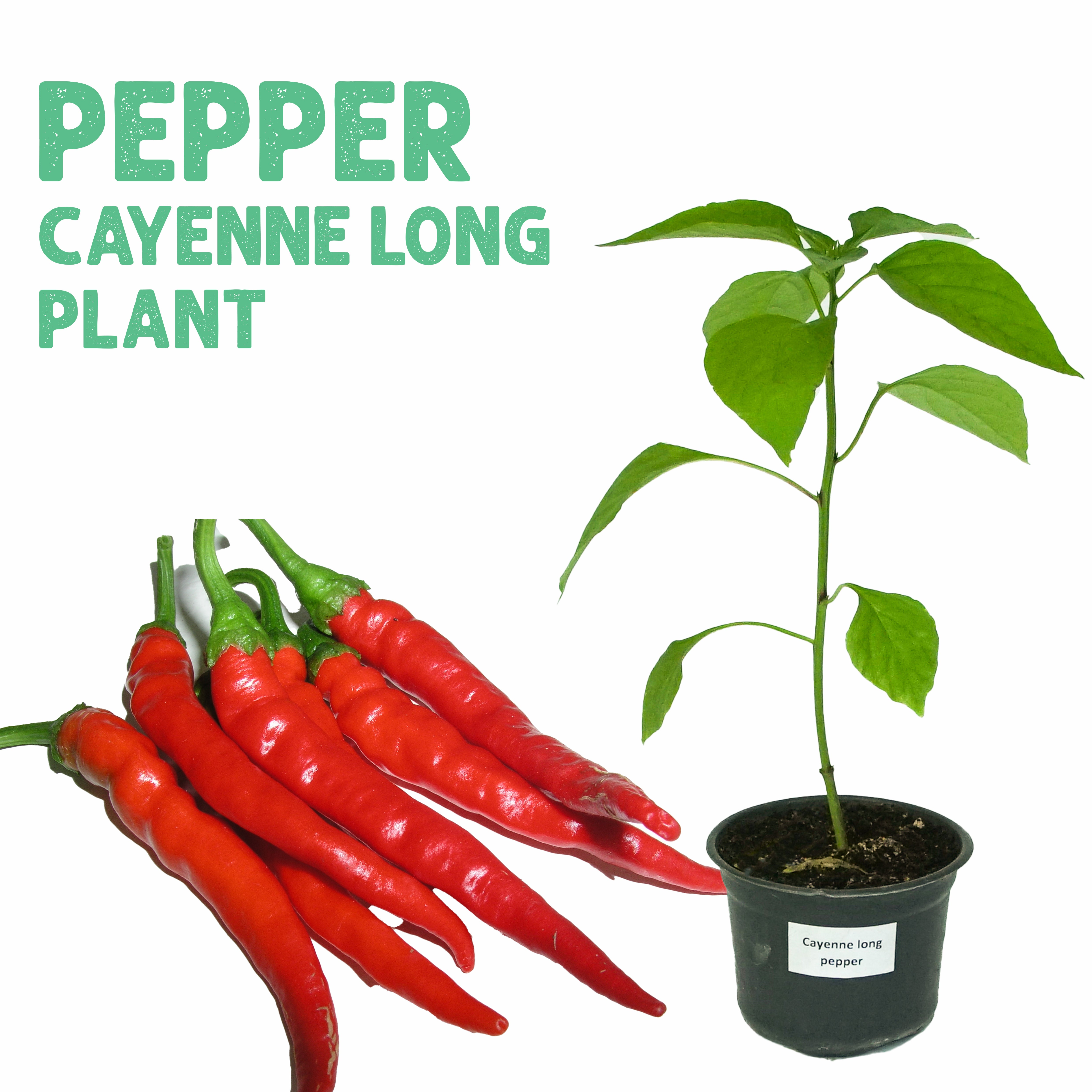 Pepper Cayenne Long Plant