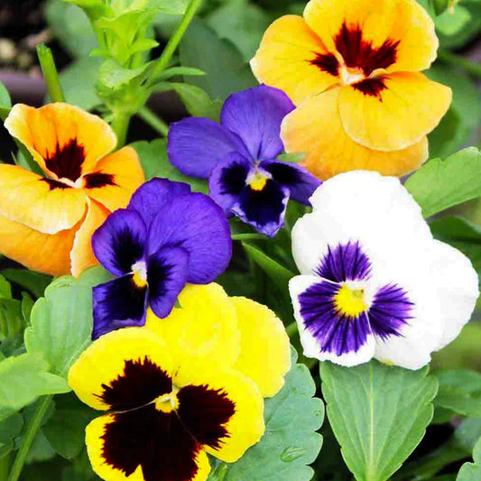 Pansy Swiss Giant Mixture