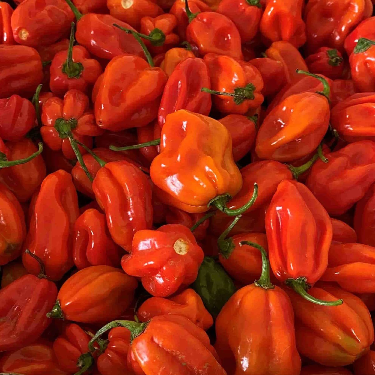 Habanero Red pepper — ripe fruit