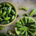 Jalapeno TAM pepper — ripe fruit