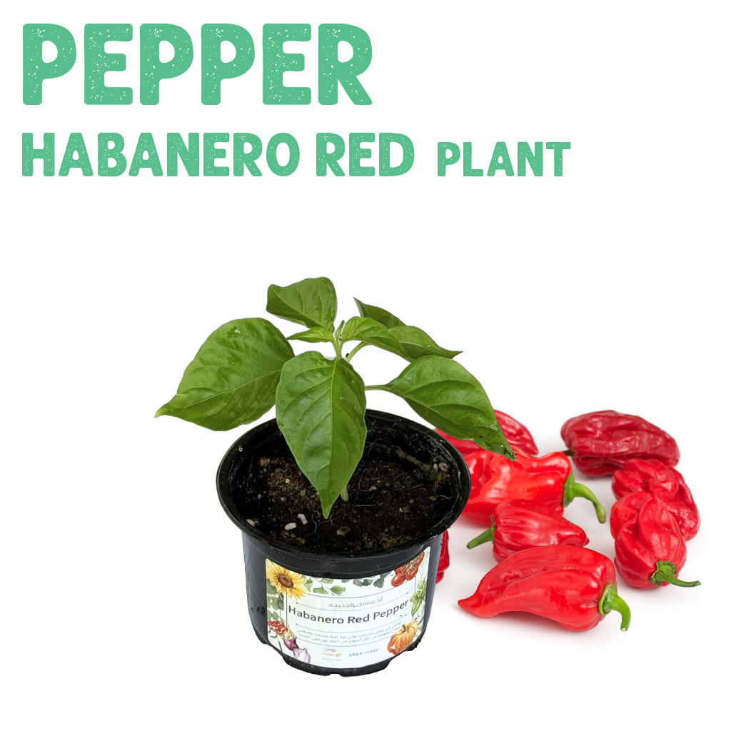 Pepper Habanero Red Plant