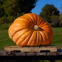 Pumpkin Atlantic Giant