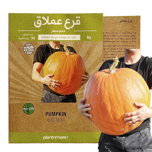 Pumpkin Big Max
