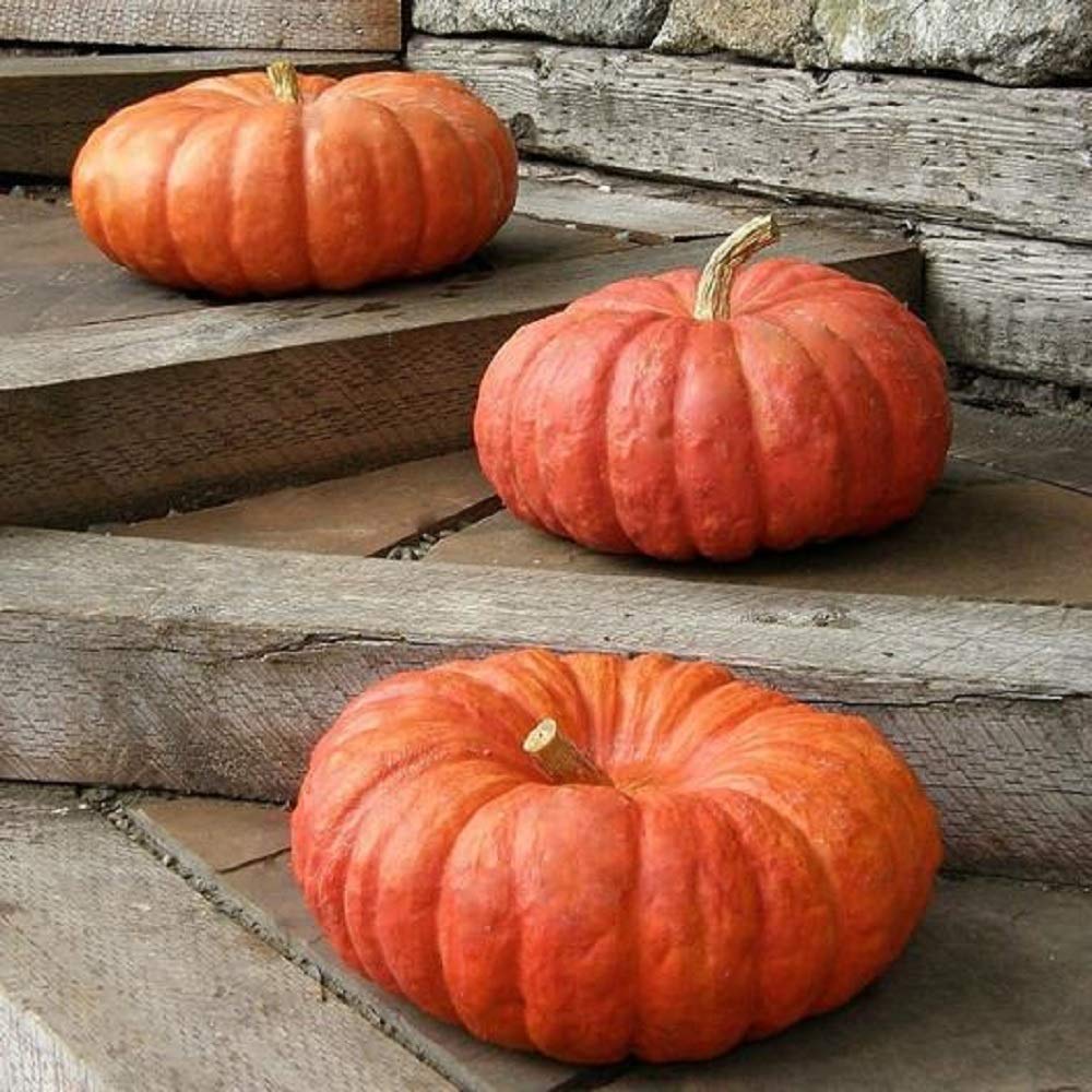 Pumpkin Cinderella