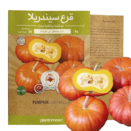 Pumpkin Cinderella