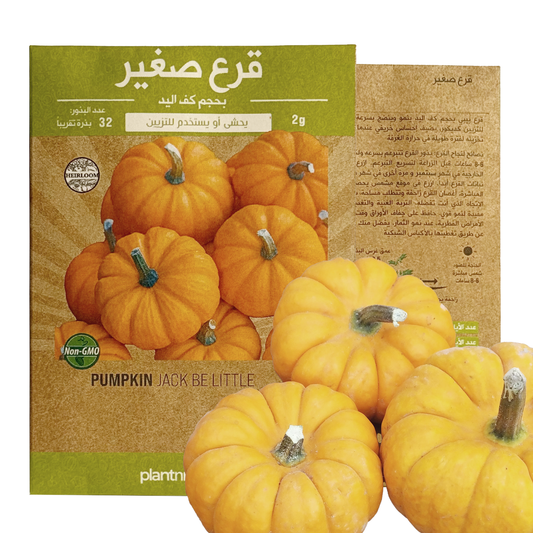 Pumpkin Jack Be Little