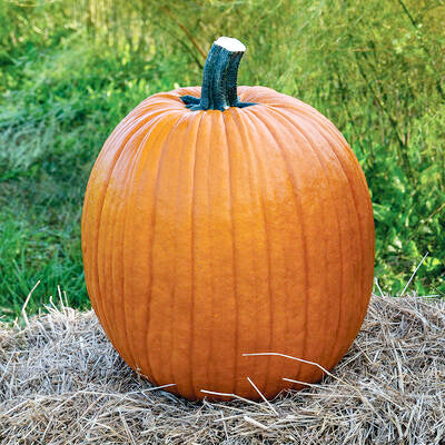 Pumpkin Jack O Lantern