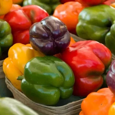Pepper Rainbow Bell Blend