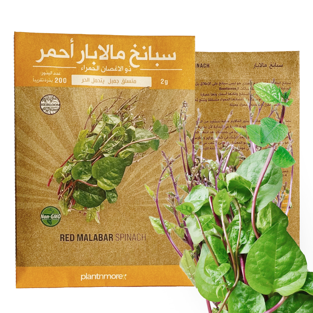 سبانخ مالابار أحمر