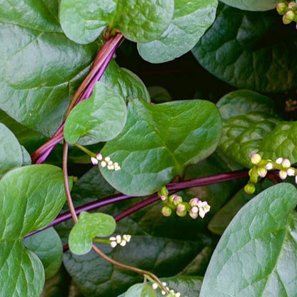 Red Malabar Spinach