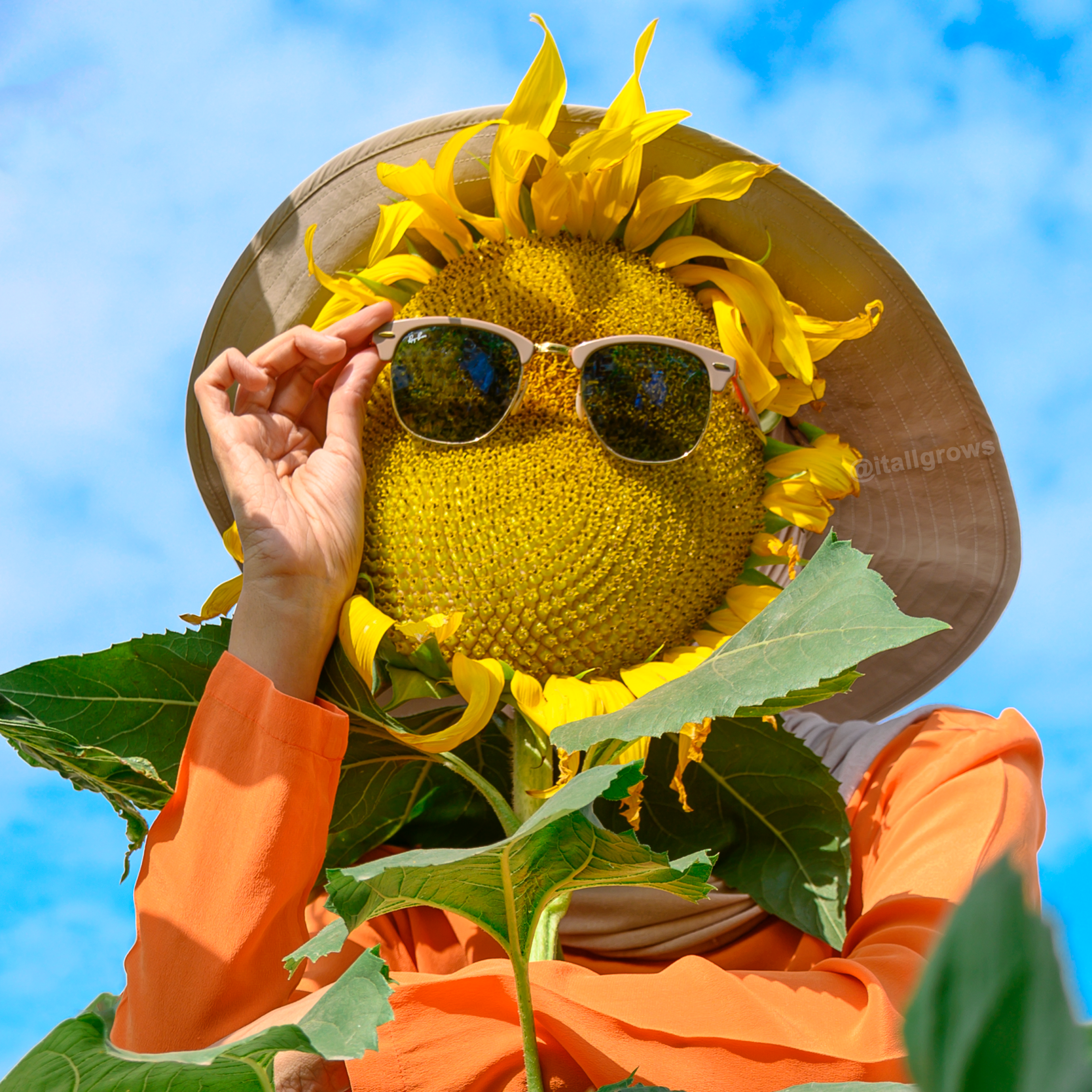 Sunflower Mammoth