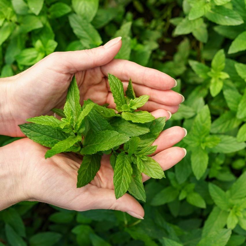 Spearmint