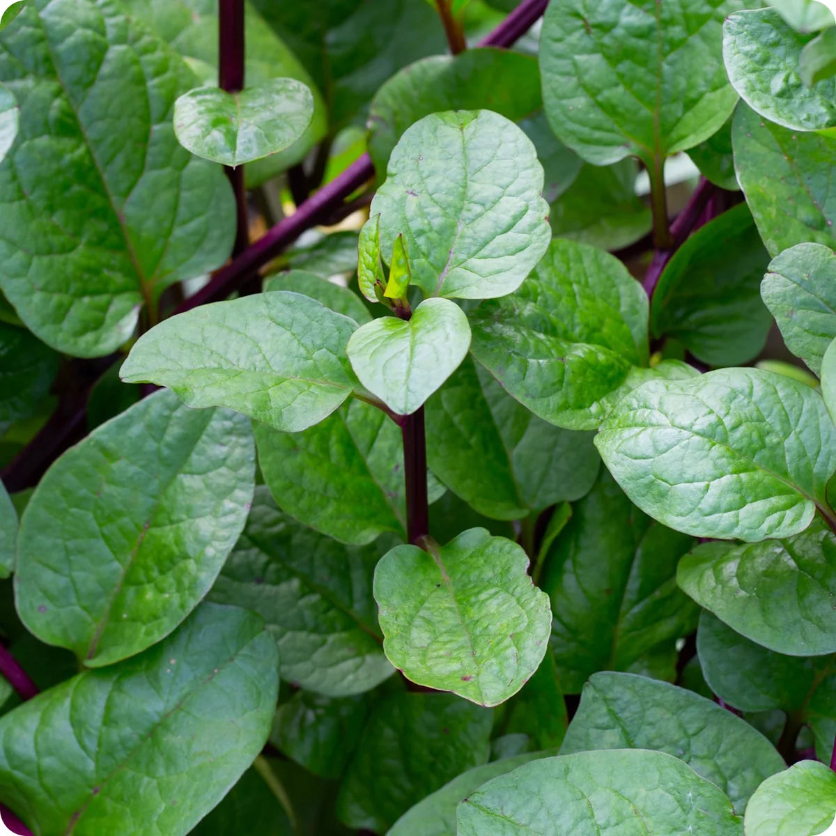 Malabar Spinach Plant