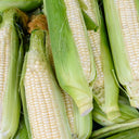 Corn Stowells Evergreen