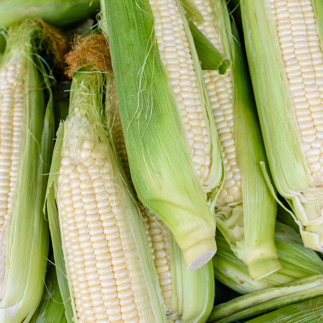 Corn Stowells Evergreen
