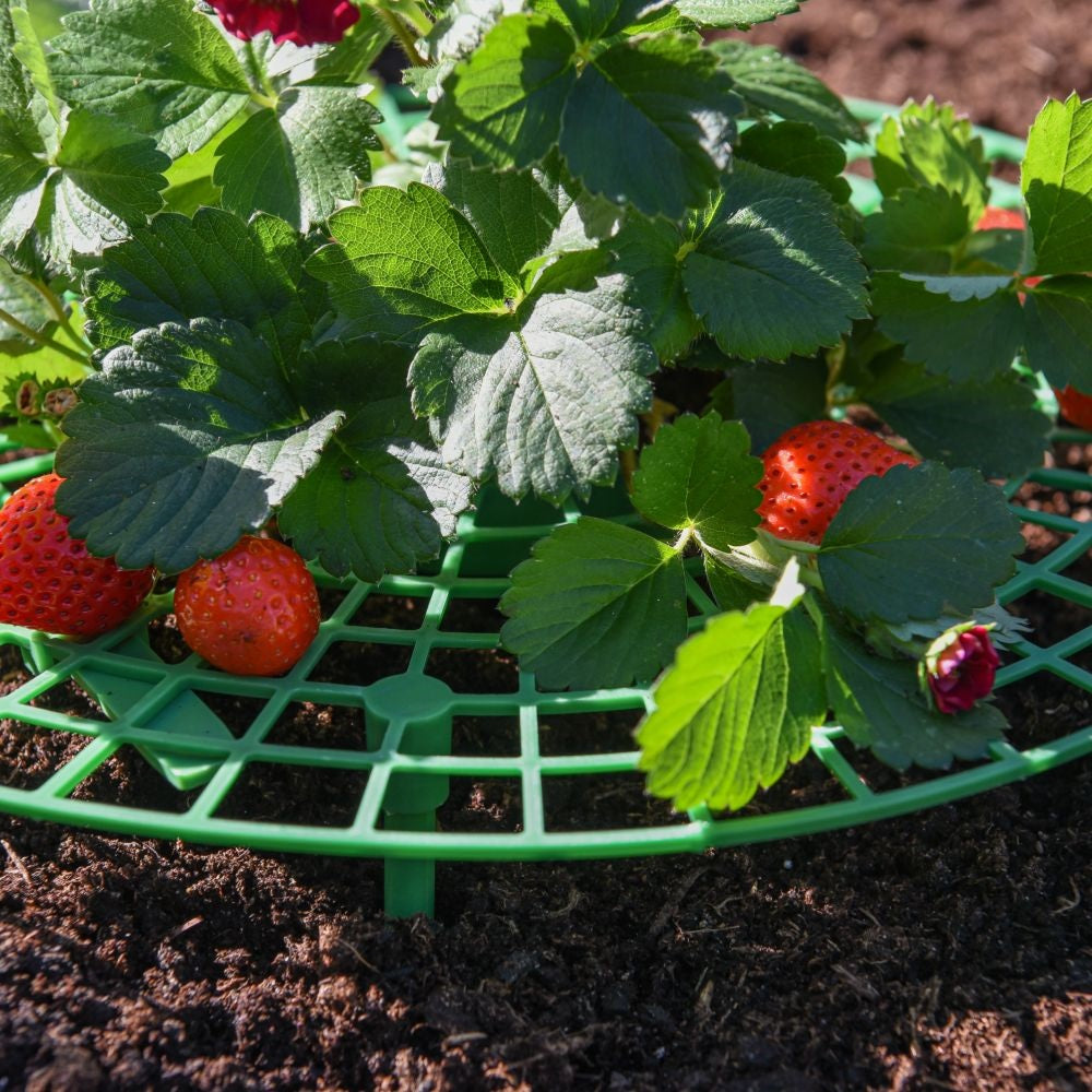 حامل دعم الفراولة