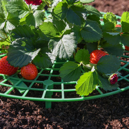 حامل دعم الفراولة