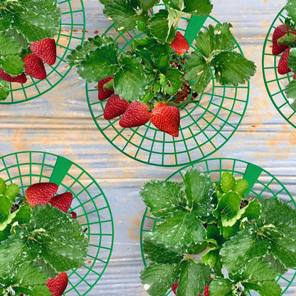 إطار دعم وتعليق الفراولة