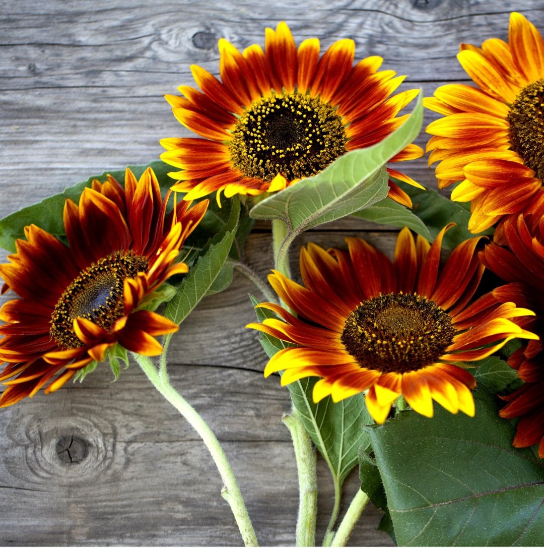 Sunflower Autumn Beauty