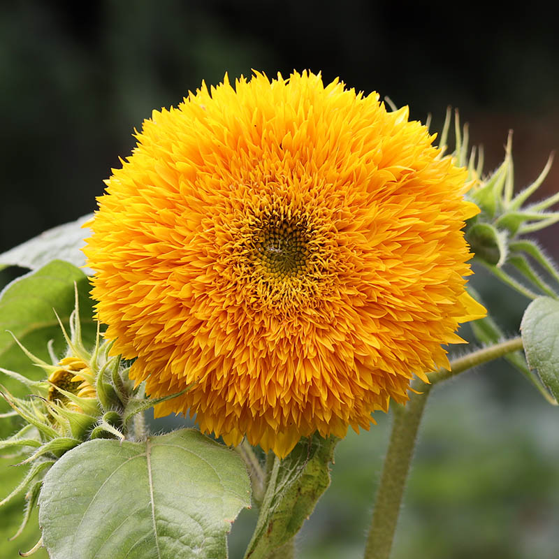 Sunflower Giant Teddy Bear