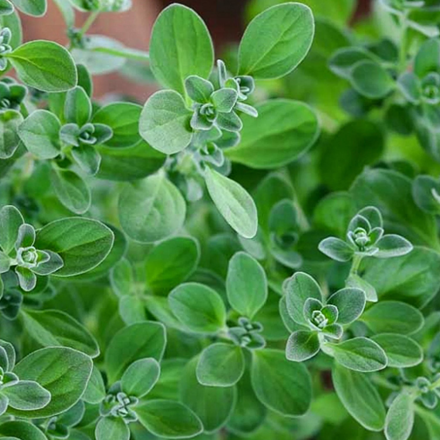 Sweet Marjoram