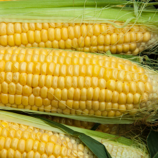 Corn Golden Bantam