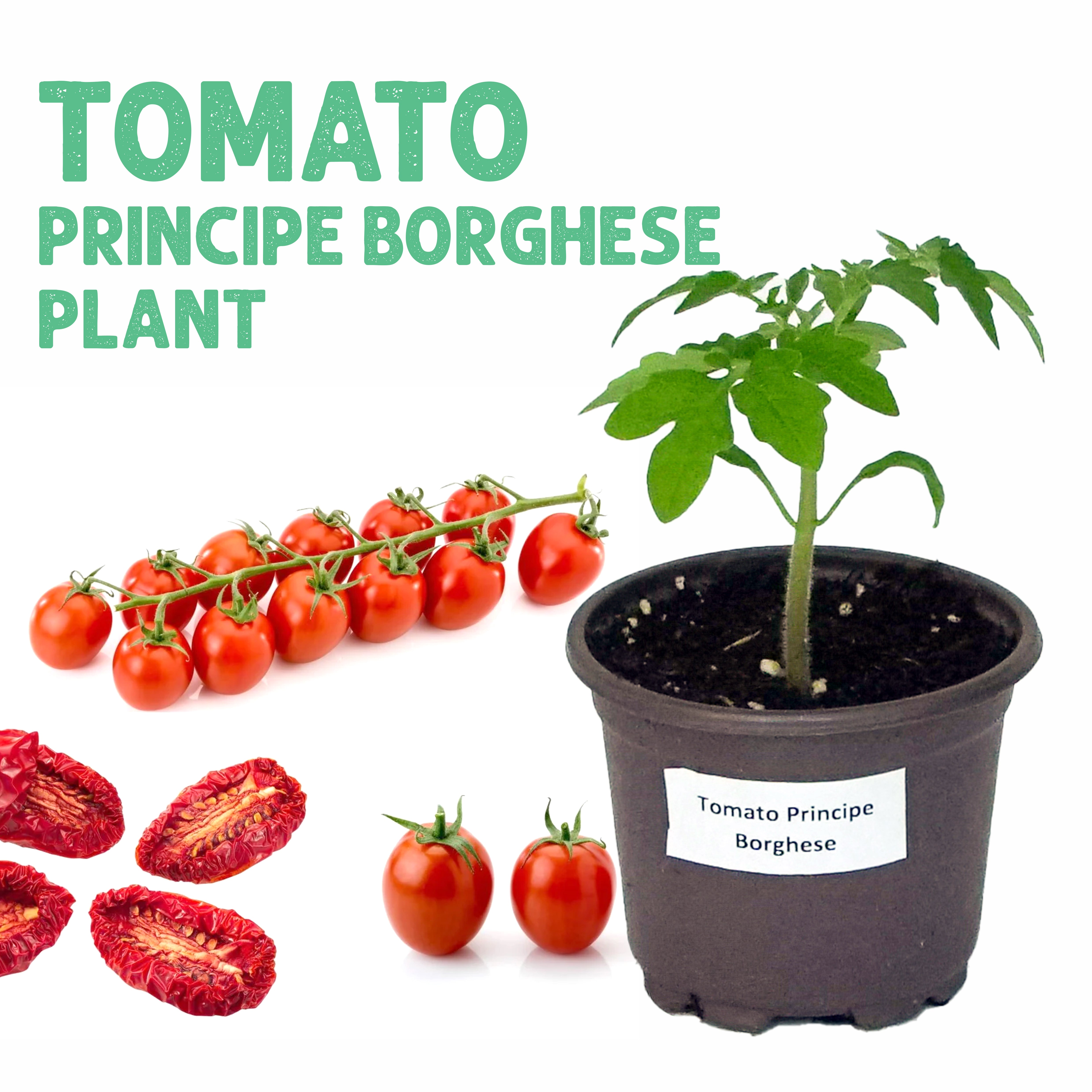 Tomato Principe Borghese Plant