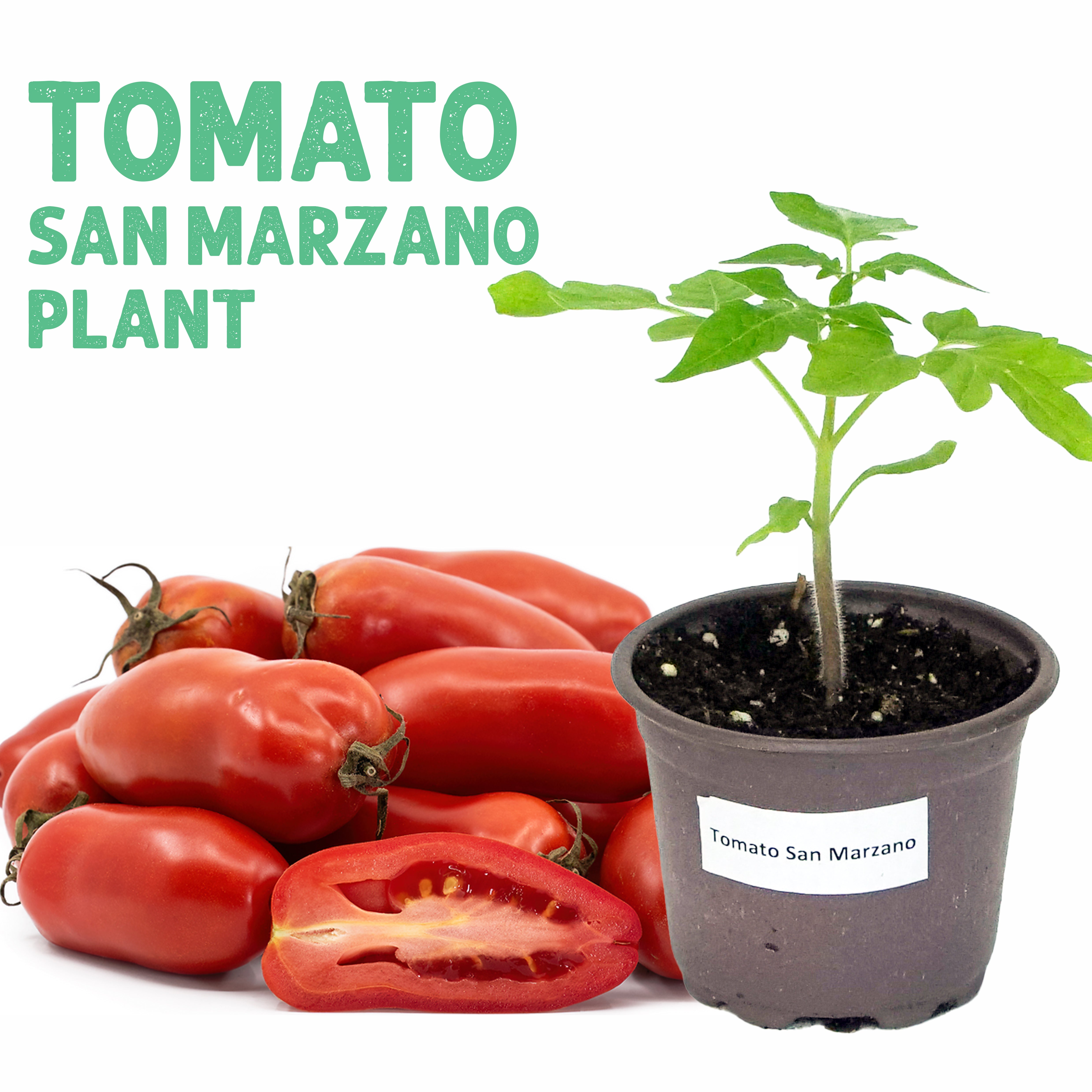 Tomato San Marzano Plant
