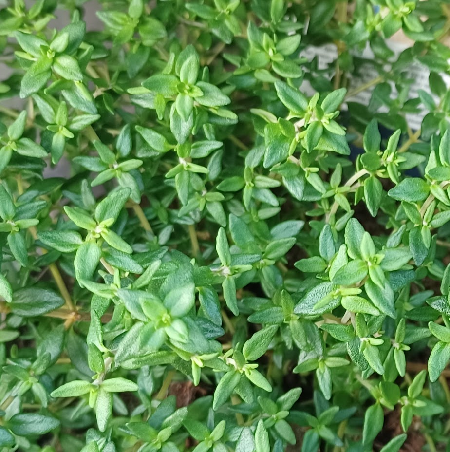 Thyme — fresh leaves