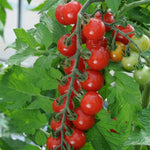 Sweet Chelsea tomato — ripe fruit