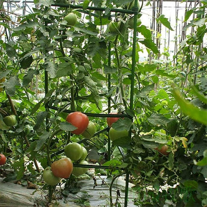 Tomato Cage Trellis 180cm