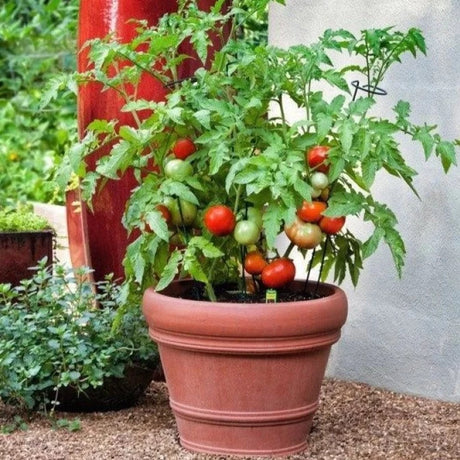 طماطم مبكر مناسب للاحواض