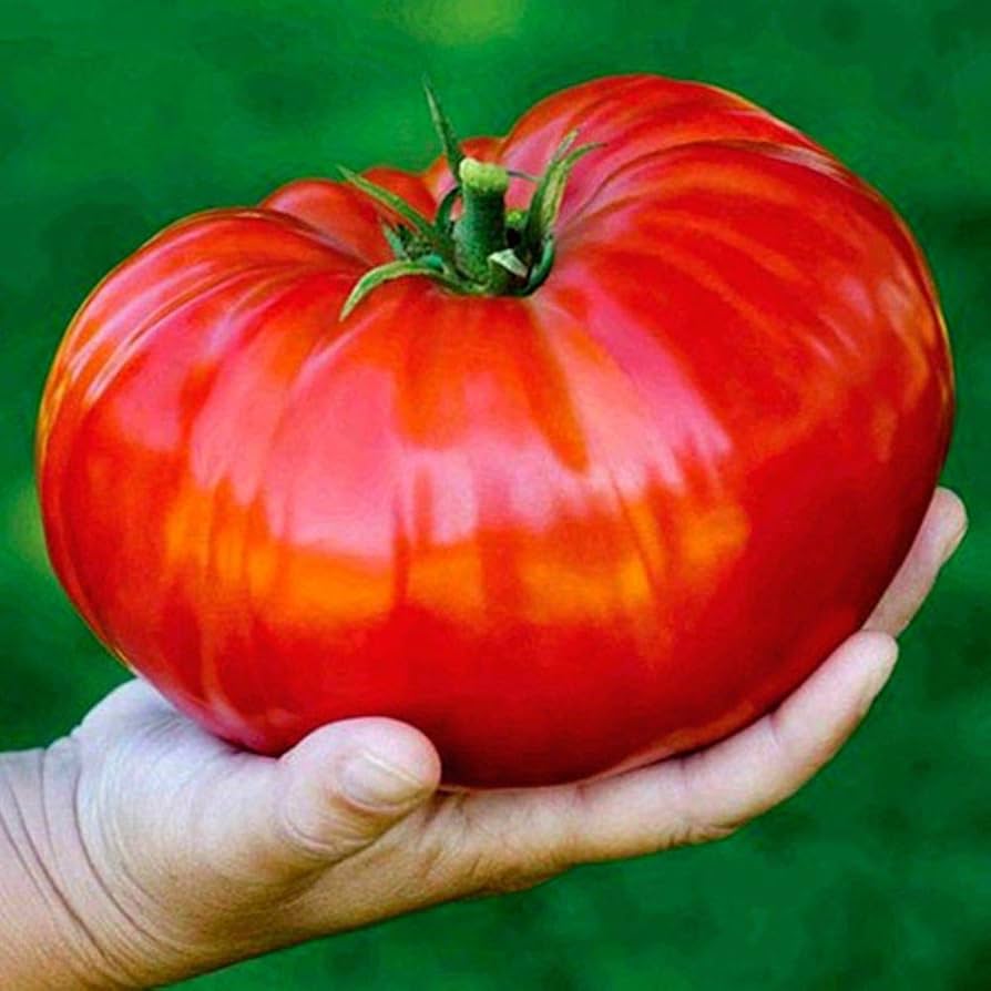 Tomato Giant Red Beefsteak