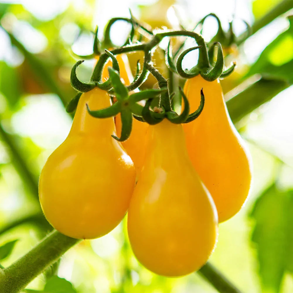 Yellow Pear tomato — ripe fruit