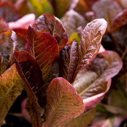 Lettuce Red Romaine