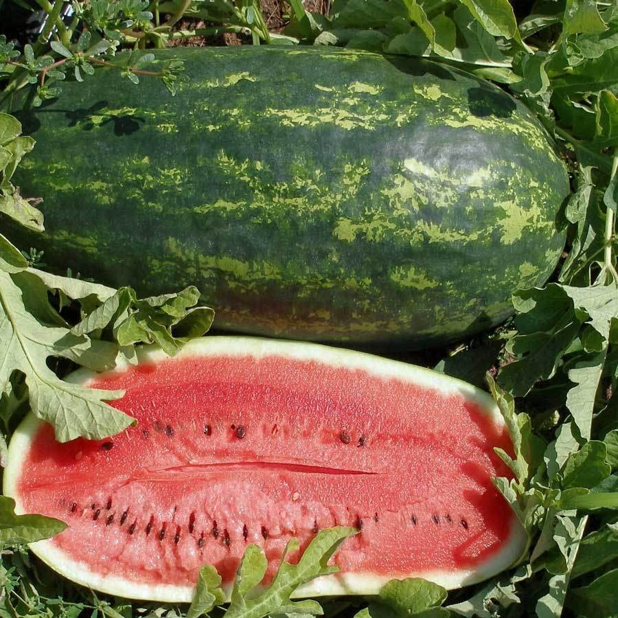 Watermelon Kleckley's Sweet