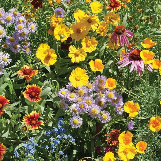 Wild Flowers Bee Mix