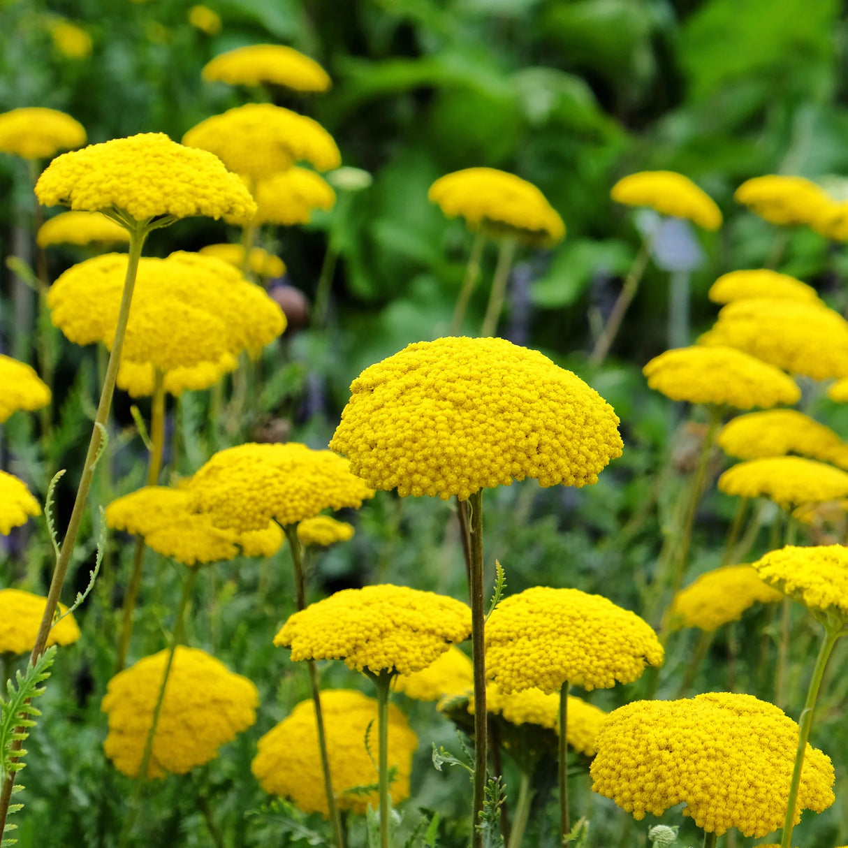 Yarrow Flowers Yellow