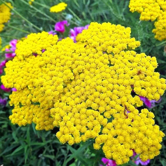 Yarrow Flowers Yellow
